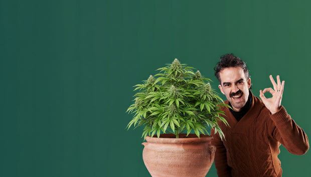 Banner image for: <h2>Premium Samen & Stecklinge, legal & geprüft aus der Hauptstadt.</h2>