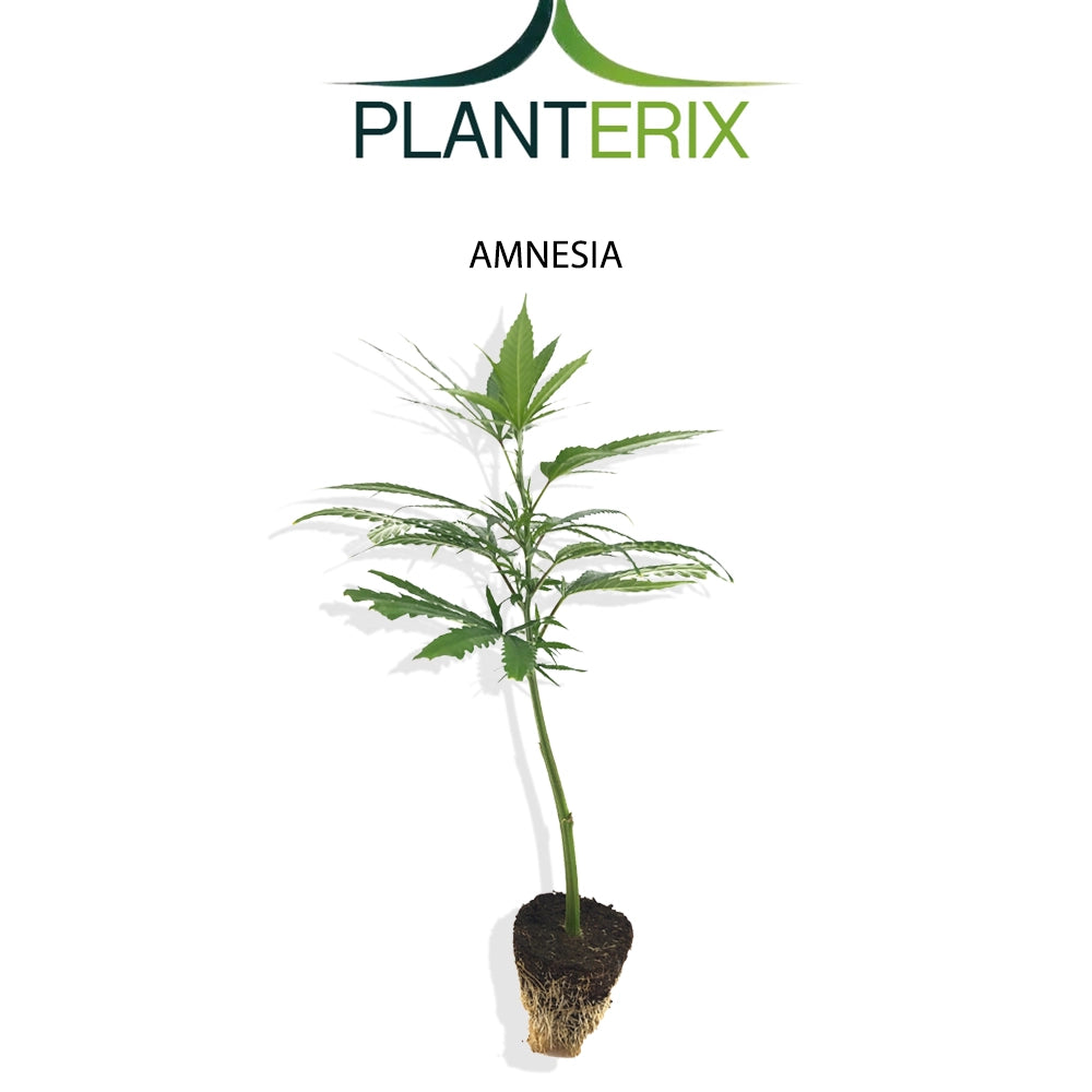 Amnesia - Steckling