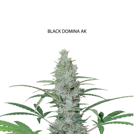 Black Domina x AK Samen