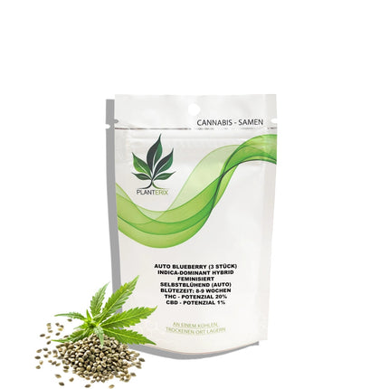 Auto Blueberry Samen
