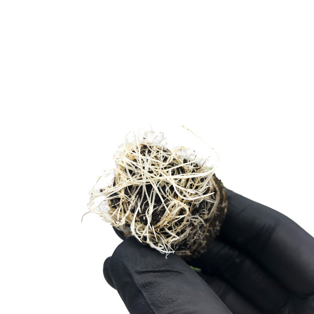 Cannalope Haze - Steckling