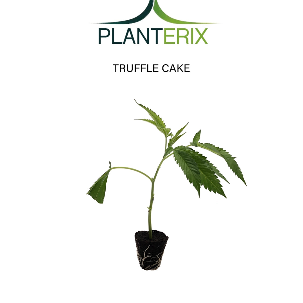 Truffle Cake - Steckling