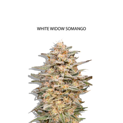 White Widow x Somango Samen