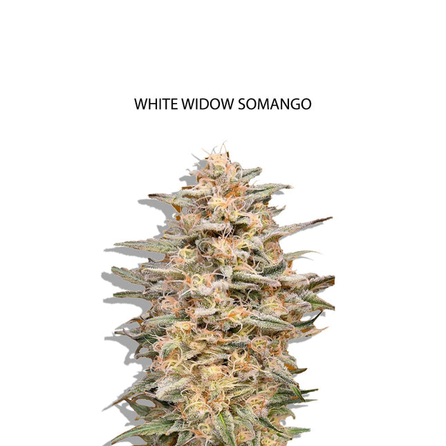 White Widow x Somango Samen