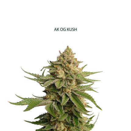 AK x OG Kush Samen