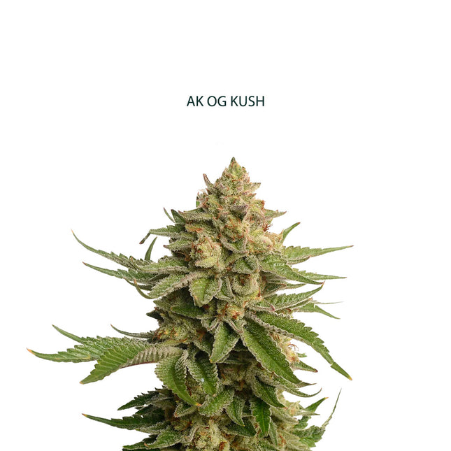 AK x OG Kush Samen