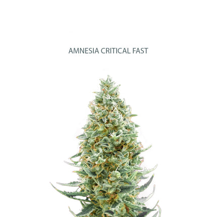 Amnesia x Critical Fast Samen