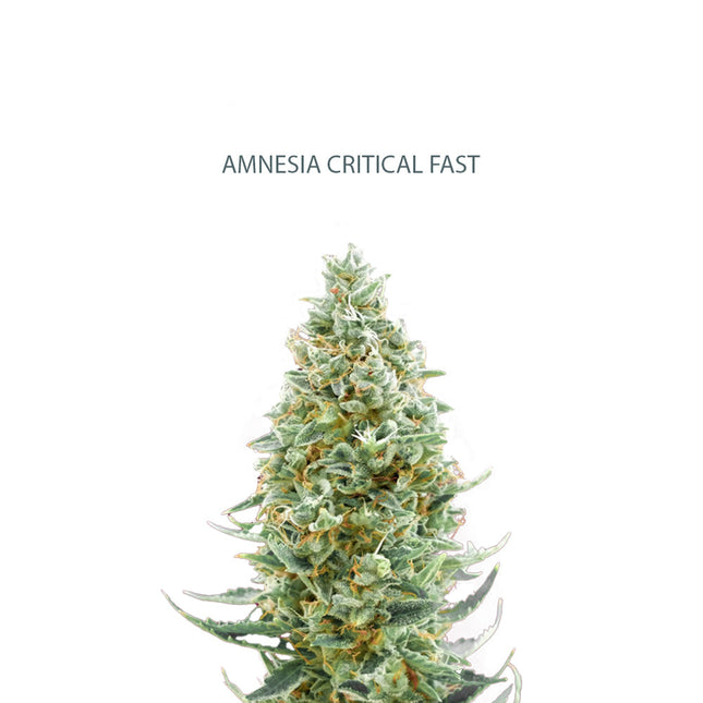 Amnesia x Critical Fast Samen