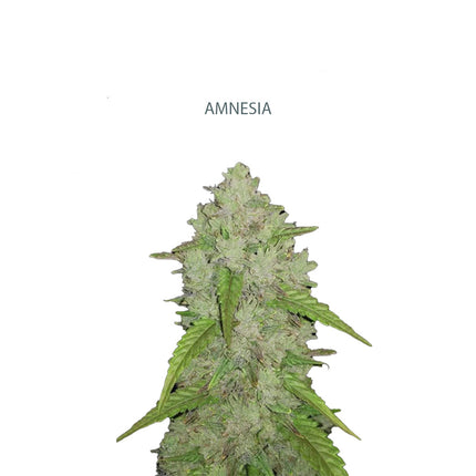 Auto Amnesia Samen