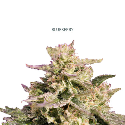 Auto Blueberry Samen