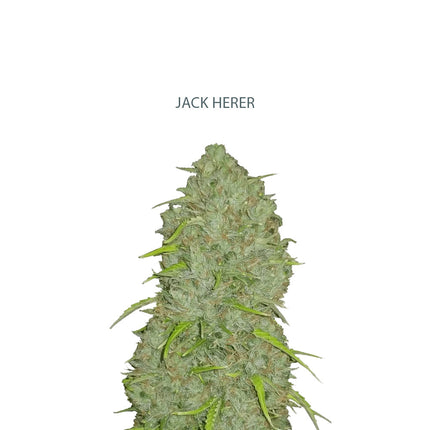 Auto Jack Herer Samen