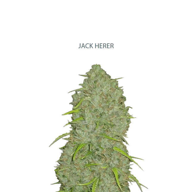 Auto Jack Herer Samen