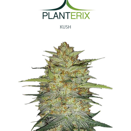 Auto Kush Samen
