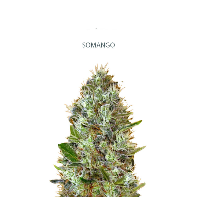 Auto Somango Samen