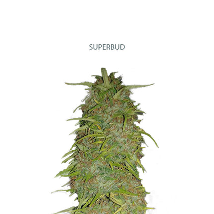Auto Super Bud Samen