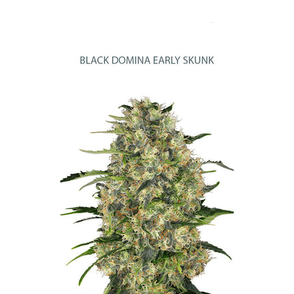 Black Domina x Early Skunk Samen