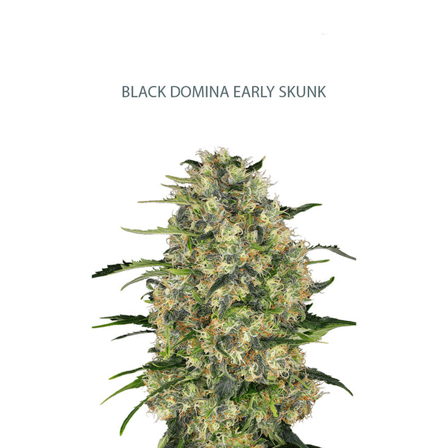 Black Domina x Early Skunk Samen