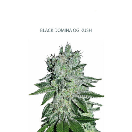 Black Domina OG Kush Samen