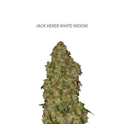 Jack Herer x White Widow Samen