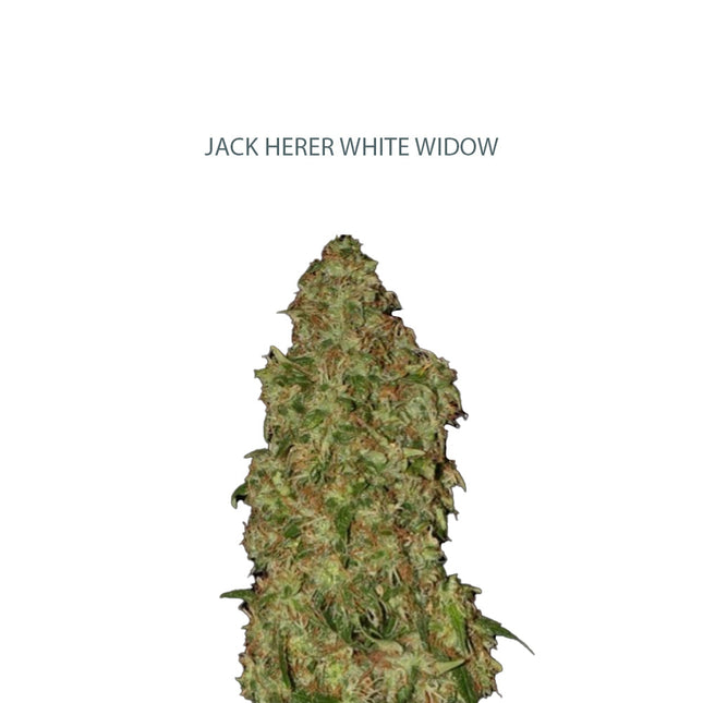 Jack Herer x White Widow Samen
