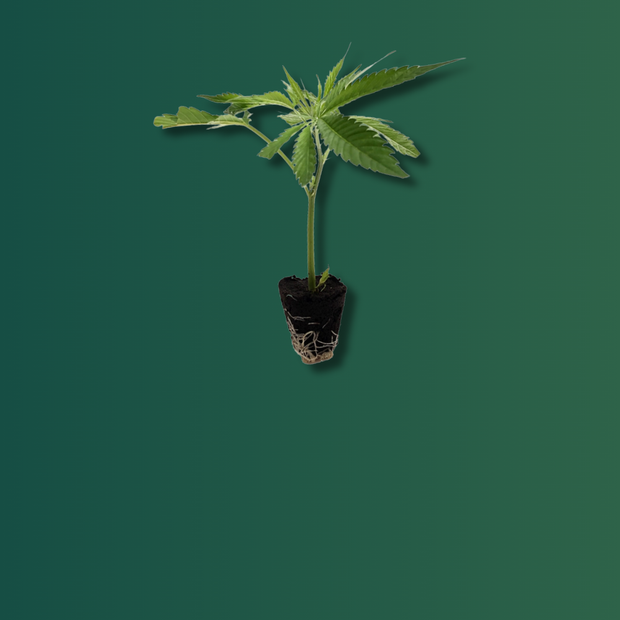 Banner image for: <h3>Rainbow<br/>Sherbert 11</h3>