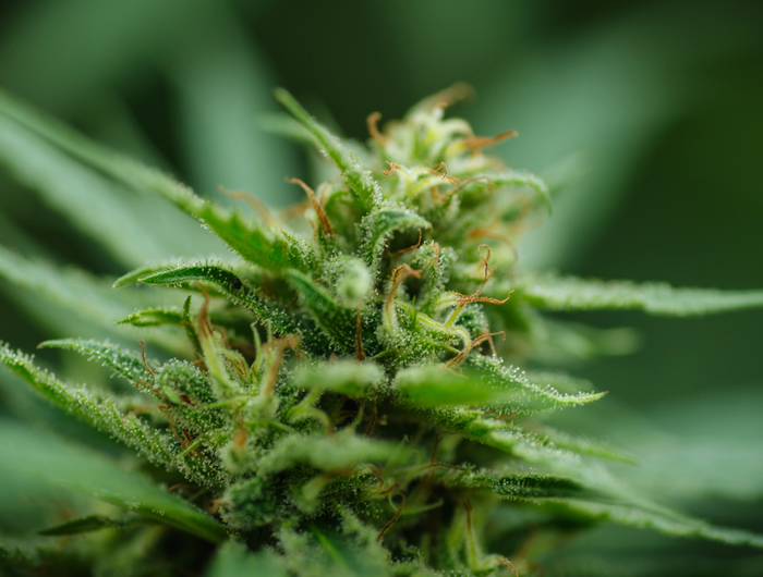 <h2>Was ist Cannabis?</h2>