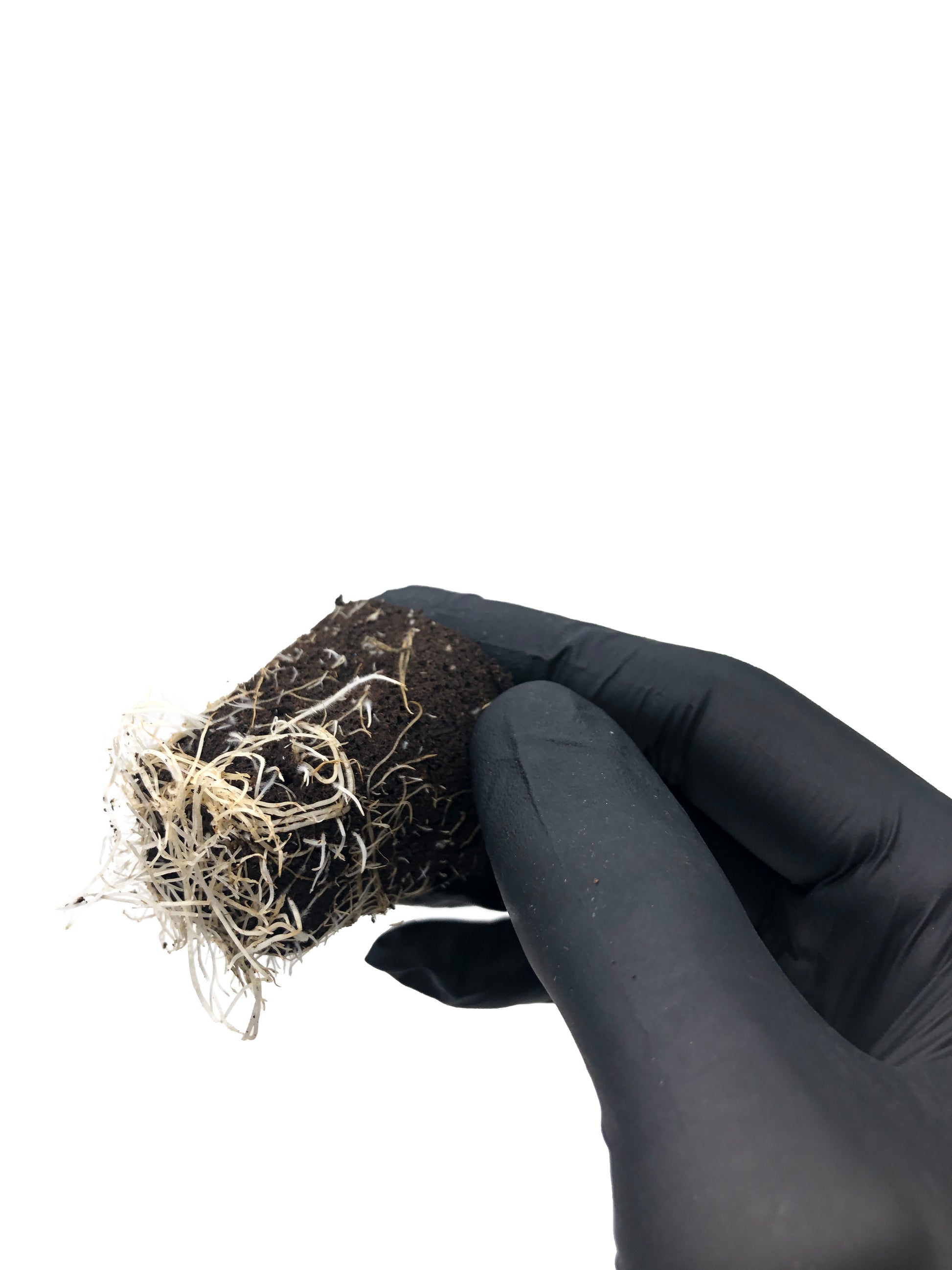 Truffle Cake - Steckling