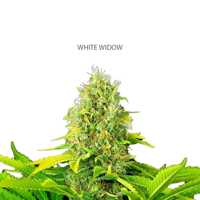 Auto White Widow Samen